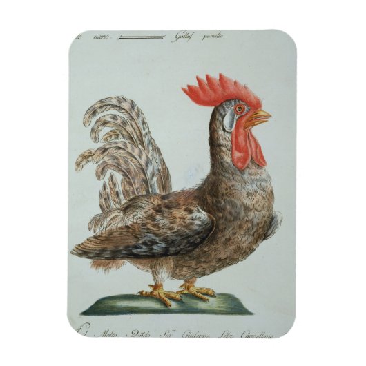 Dwarf Cocreel, c.1767-76 (met de hand gekleurde gr Magneet (Verticaal)