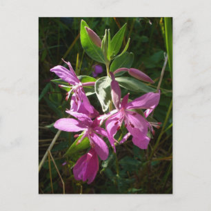 Dwarf Fireweed Blossom, Unalaska Island Briefkaart