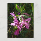 Dwarf Fireweed Blossom, Unalaska Island Briefkaart (Voorkant)