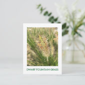 DWARF FOUNTAIN GRASS BRIEFKAART (Staand voorkant)