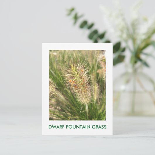 DWARF FOUNTAIN GRASS BRIEFKAART (Staand voorkant)