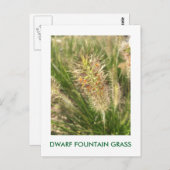 DWARF FOUNTAIN GRASS BRIEFKAART (Voorkant / Achterkant)