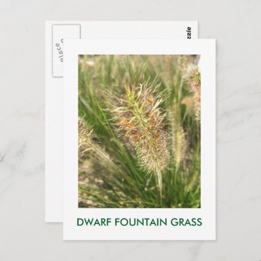 DWARF FOUNTAIN GRASS BRIEFKAART (Voorkant / Achterkant)