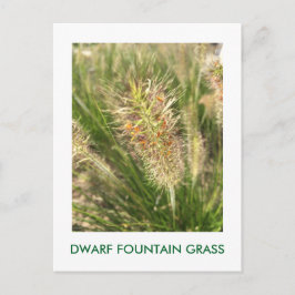 DWARF FOUNTAIN GRASS BRIEFKAART