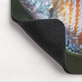 Dwarf Gourami - Colisa lalia Muismat (Hoek)