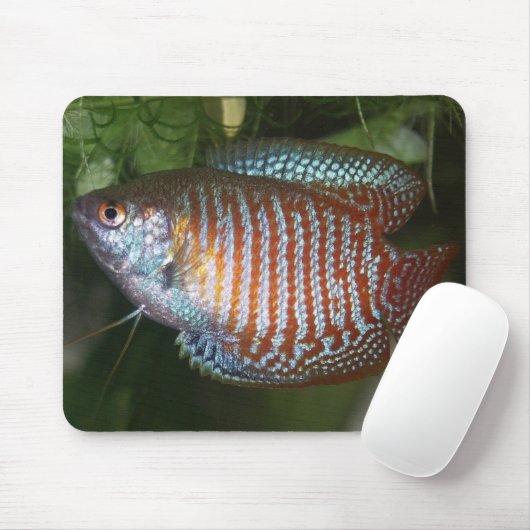 Dwarf Gourami - Colisa lalia Muismat (Met muis)