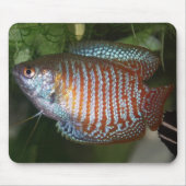 Dwarf Gourami - Colisa lalia Muismat (Voorkant)