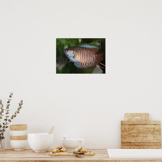 Dwarf Gourami - Colisa lalia Poster (Keuken)