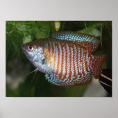 Dwarf Gourami - Colisa lalia Poster (Voorkant)