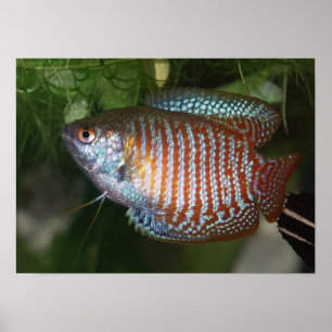 Dwarf Gourami - Colisa lalia Poster