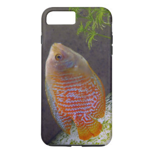 Dwarf Gourami Fish iPhone 8/7 Plus Hoesje