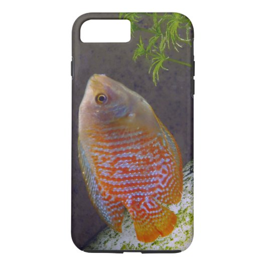 Dwarf Gourami Fish Case-Mate iPhone Case (Achterkant)
