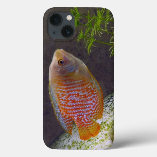 Dwarf Gourami Fish Case-Mate iPhone Case (Achterkant)