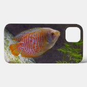 Dwarf Gourami Fish Case-Mate iPhone Case (Achterkant (horizontaal))