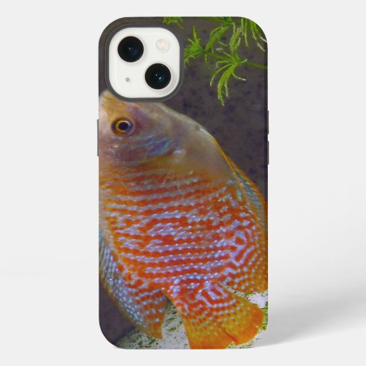 Dwarf Gourami Fish iPhone Hoesje (Achterkant)