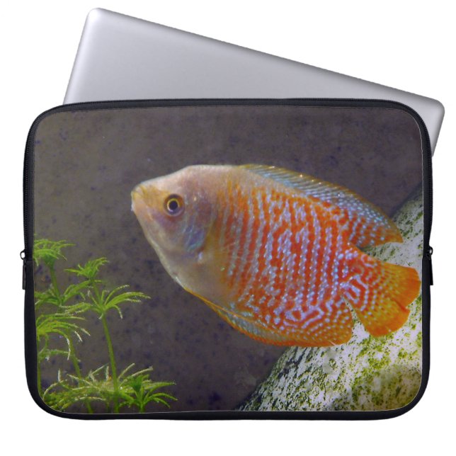 Dwarf Gourami Fish Laptop Sleeve (Voorkant)
