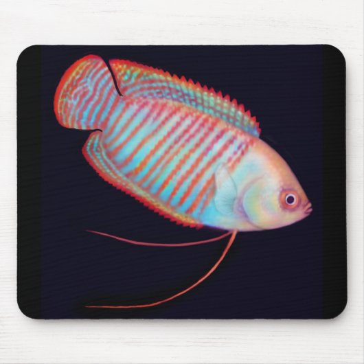 Dwarf Gourami Tropical Fish Mousepad Muismat (Voorkant)