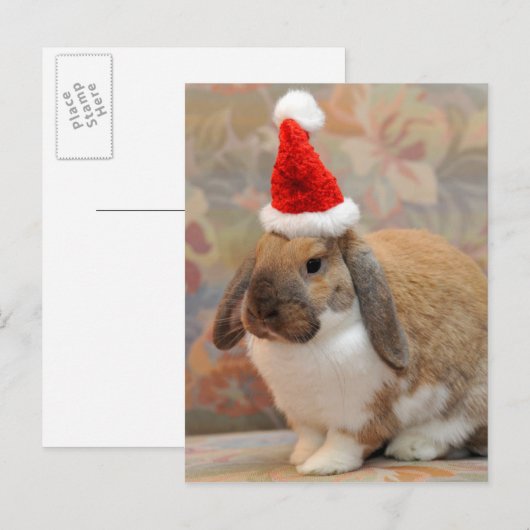 Dwarf lop bunny of konijn briefkaart (Voorkant / Achterkant)