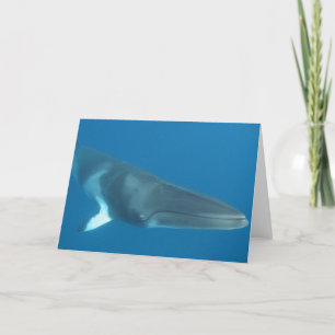 Dwarf Minke Whale Kaart
