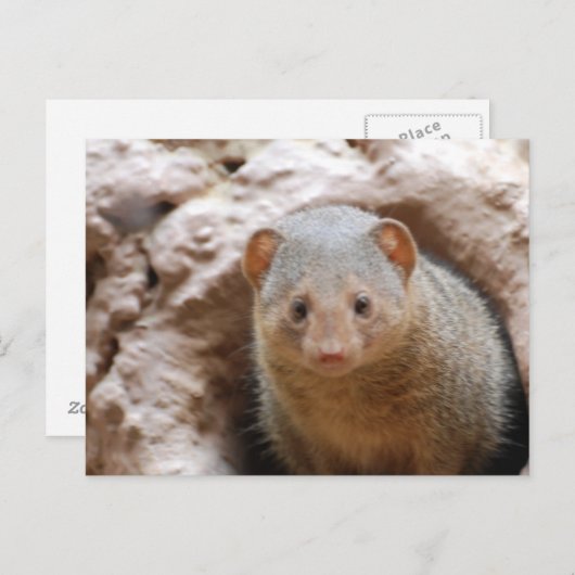 Dwarf Mongoose Briefkaart (Voorkant / Achterkant)