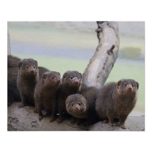 Dwarf Mongoose Pack Perfect Poster (Voorkant)