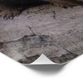 Dwarf Mongoose Pack Perfect Poster (Hoek)