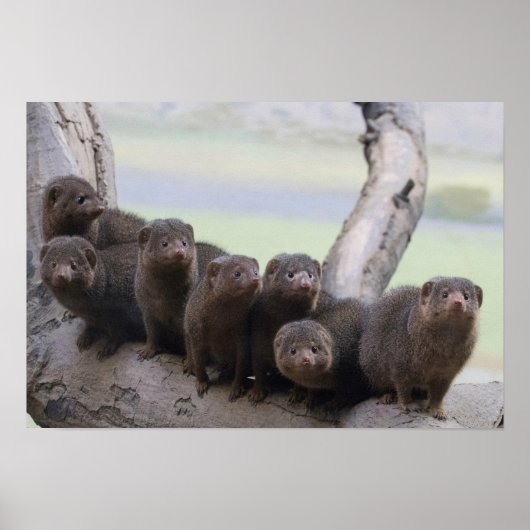 Dwarf Mongoose Pack Poster (Voorkant)