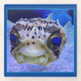 Dwarf Puffer Fish Glazen Onderzetter