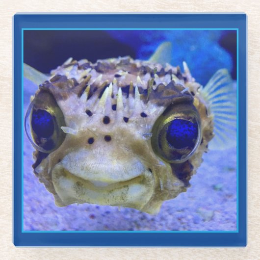 Dwarf Puffer Fish Glazen Onderzetter (Voorkant)