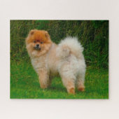 Dwarf Spitz Pommeren Dog. Legpuzzel (Horizontaal)