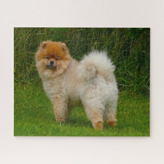 Dwarf Spitz Pommeren Dog. Legpuzzel (Horizontaal)