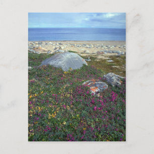 Dwarf vuurweed, Hudson Bay, NWT, Canada Briefkaart