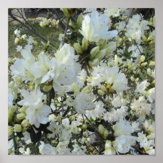 Dwarf White Azaleas Poster (Voorkant)