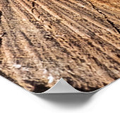 dwarsdoorsnede van de appelboom (Malus)abstract, b Poster (Hoek)