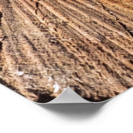 dwarsdoorsnede van de appelboom (Malus)abstract, b Poster (Hoek)