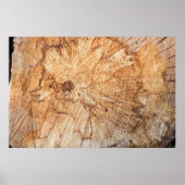 dwarsdoorsnede van de appelboom (Malus)abstract, b Poster (Voorkant)