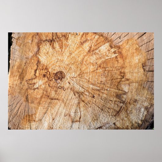 dwarsdoorsnede van de appelboom (Malus)abstract, b Poster (Voorkant)