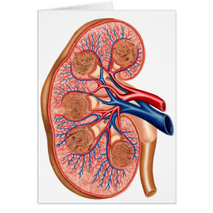 dwarsdoorsnede van de interne anatomie van een nie