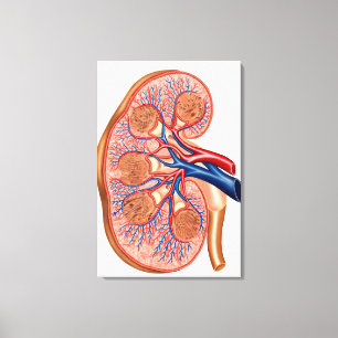 dwarsdoorsnede van de interne anatomie van een nie canvas afdruk