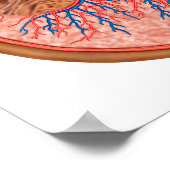 dwarsdoorsnede van de interne anatomie van een nie poster (Hoek)