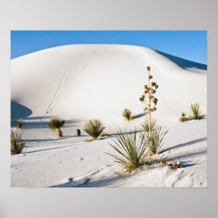Dwarsduinen en Soaptree Yucca Poster