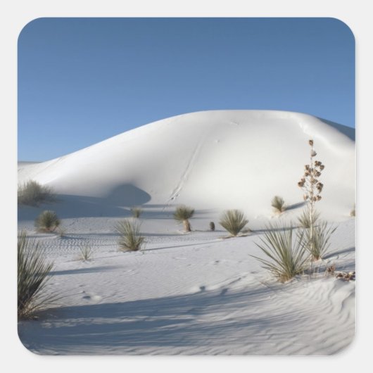 Dwarsduinen en Soaptree Yucca Vierkante Sticker (Voorkant)