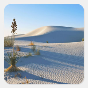 Dwarsduinen, Yucca, Vroeg Ochtendlicht Vierkante Sticker