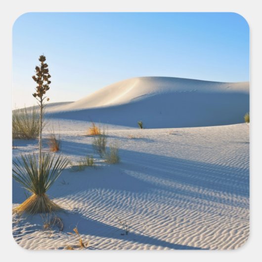 Dwarsduinen, Yucca, Vroeg Ochtendlicht Vierkante Sticker (Voorkant)