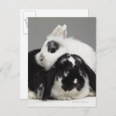 Dwerg-eared konijn die over met hangende oren briefkaart (Voorkant / Achterkant)