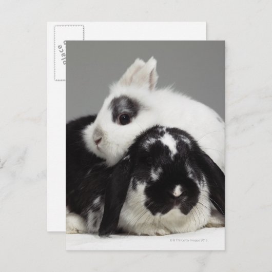 Dwerg-eared konijn die over met hangende oren briefkaart (Voorkant / Achterkant)