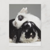 Dwerg-eared konijn die over met hangende oren briefkaart (Voorkant)