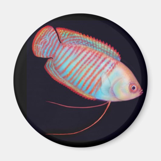 Dwerg Gourami Tropische vismagneet Magneet (Voorkant)