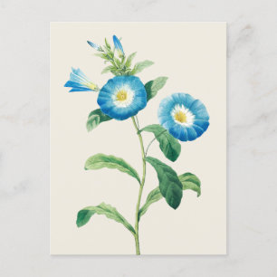Dwerg Morning Glory beroemd gemaakt door Pierre Jo Briefkaart