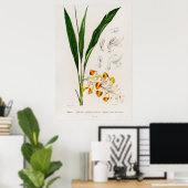 Dwergcardamom (Alpinia nutans) Poster (Thuiskantoor)